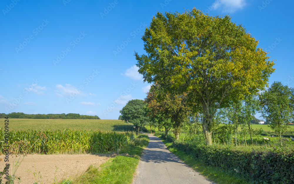 Road through a field with corn and trees