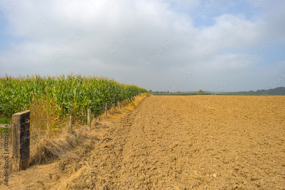 Obraz premium Corn growing on a field in summer