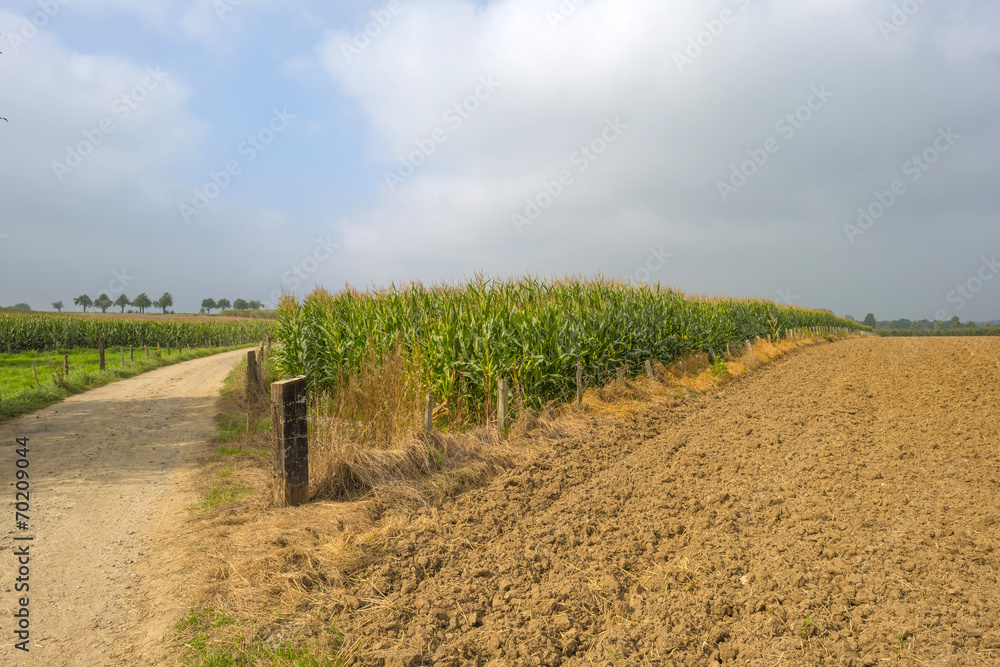 Dirt road through the countryside in summer