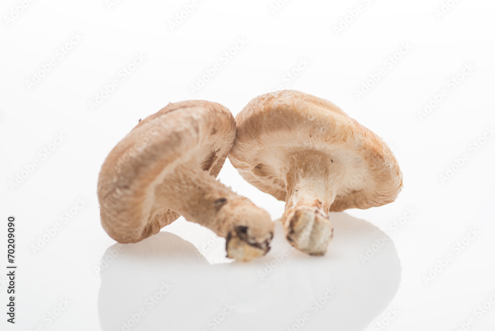 Fototapeta premium しいたけ