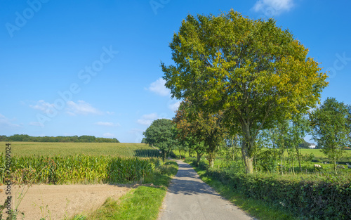 Road through a field with corn and trees