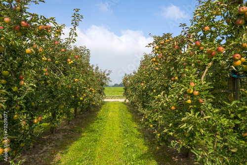 Orchard with fruit trees in a field in summer