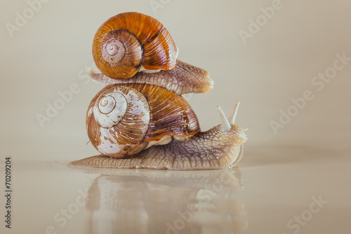 snail, Bright, shell, sticky