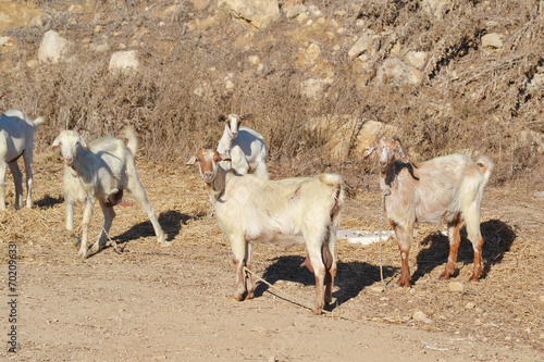 Fototapeta Naklejka Na Ścianę i Meble -  Goats