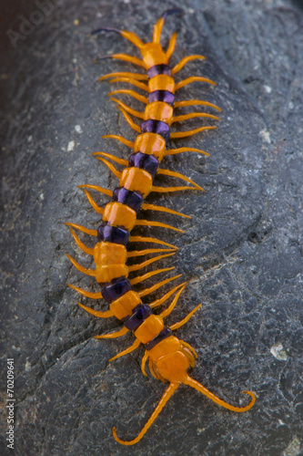 Stampa su tela Indian giant tiger centipede / Scolopendra hardwickei