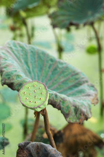 Lotus seeds in the nature