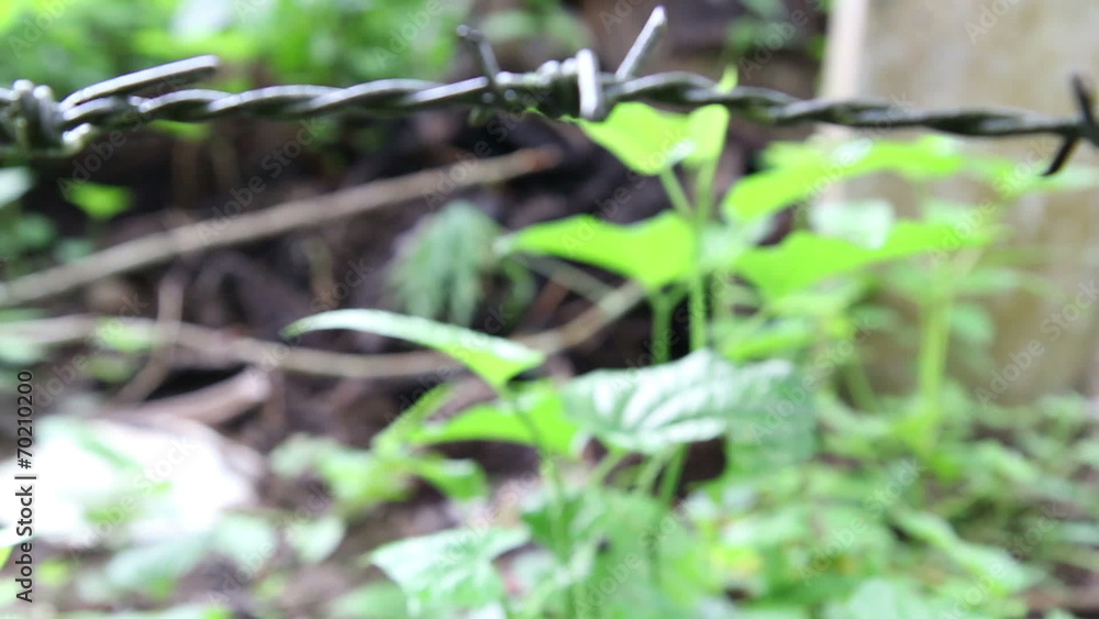 Dolly shot from barbed wire fence and green natural outside Dolly shot from barbed wire fence and green natural outside