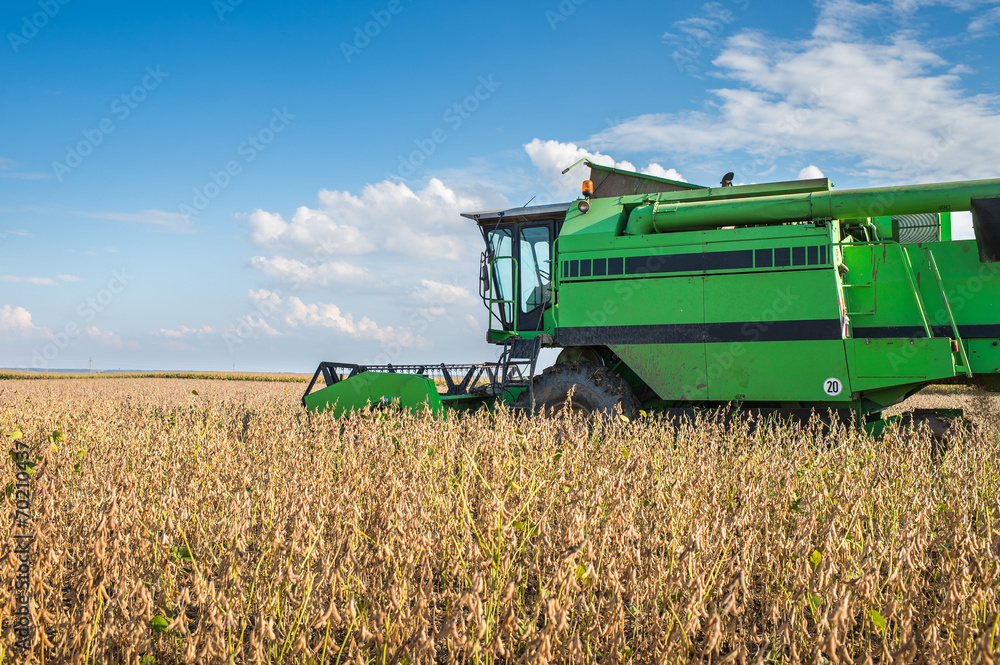 Obraz premium Harvesting soybean