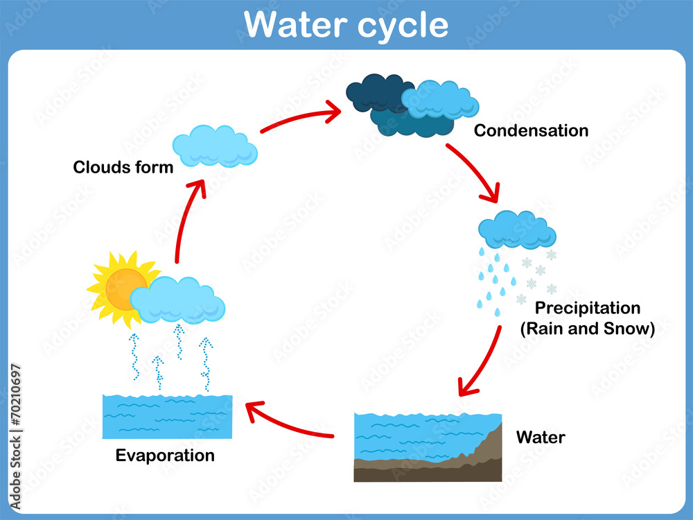 Vector Cycle of water for kids vector de Stock Adobe Stock