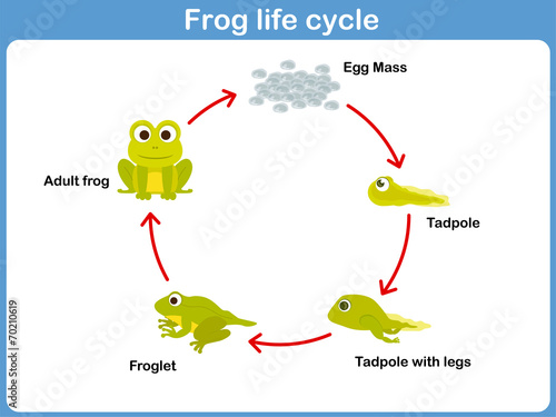 Vector Life cycle of a frog for kids