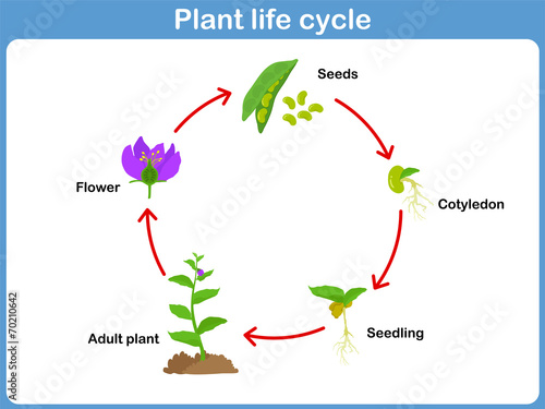 Vector Life cycle of a plant for kids