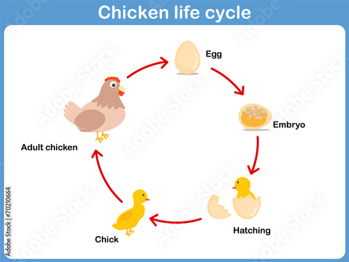Vector Life cycle of a chicken for kids