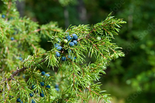 Obraz na płótnie juniper w salonie