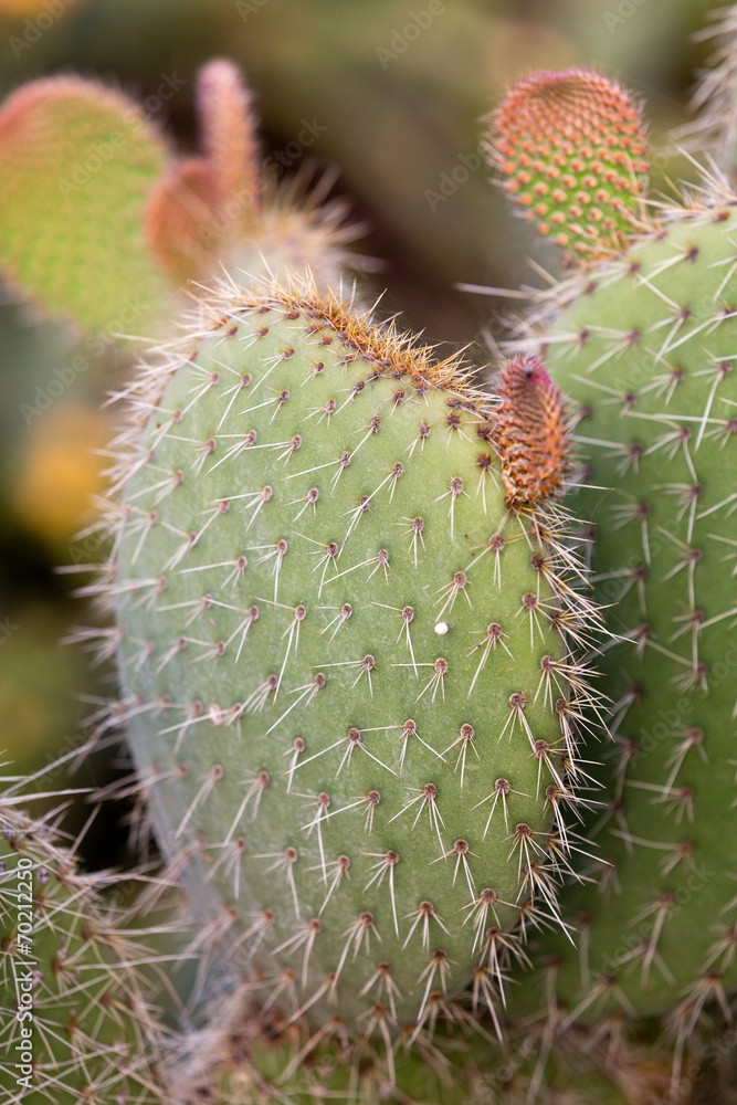 Green Prickly Pear Cactus Leaf in the late afternoon Green Prickly Pear Cactus Leaf in the late afternoon