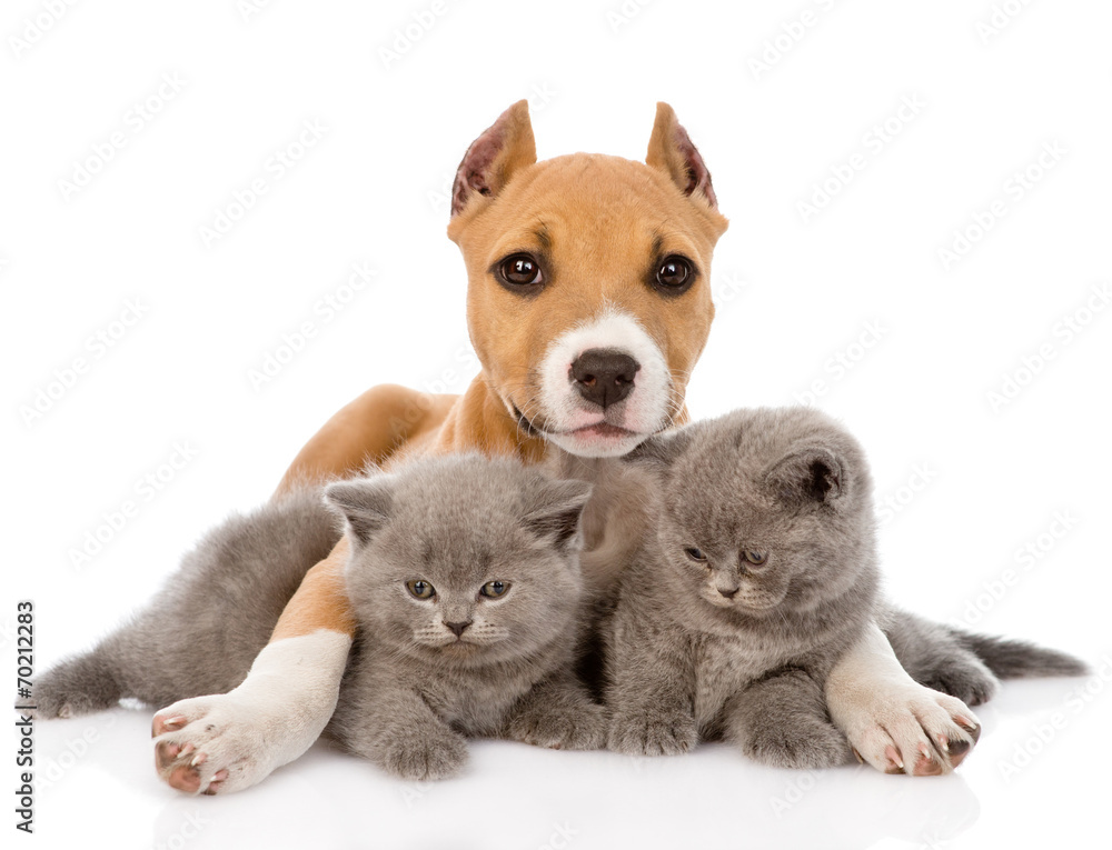 stafford puppy embracing two kittens. isolated on white backgrou