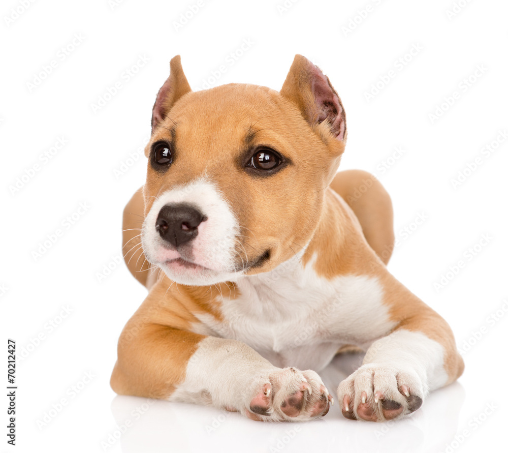 stafford puppy lying in front. isolated on white background stafford puppy lying in front. isolated on white background