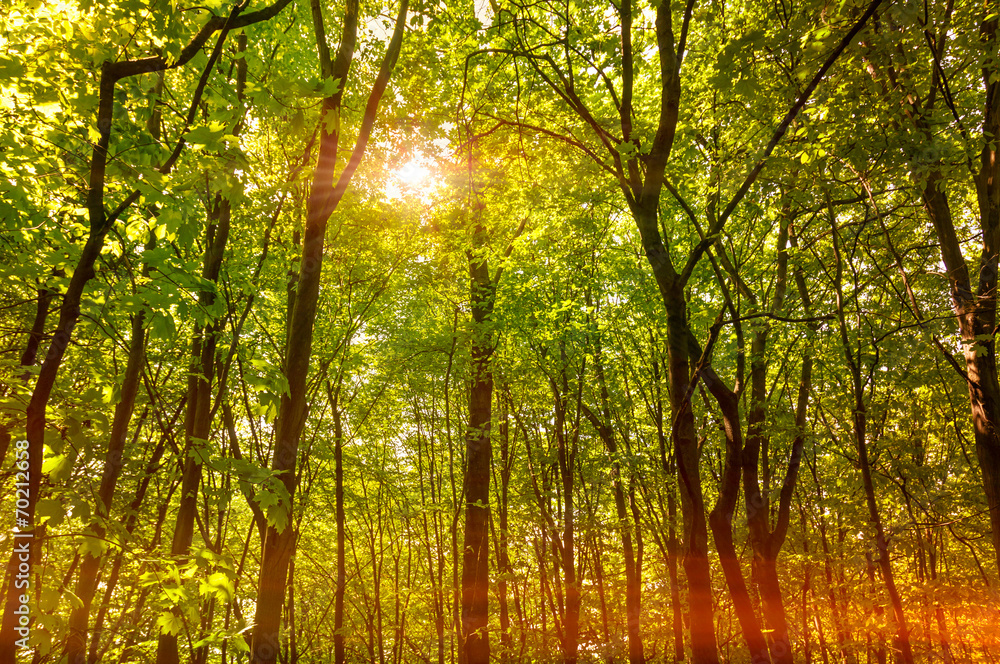 Fototapeta premium Sun rays through the tree in a deep forest