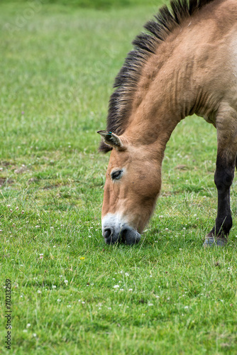 Przewalski horse equus ferus prezwalski in captivity
