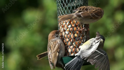 Sparrows and great tit getting peanuts from a bird feeder