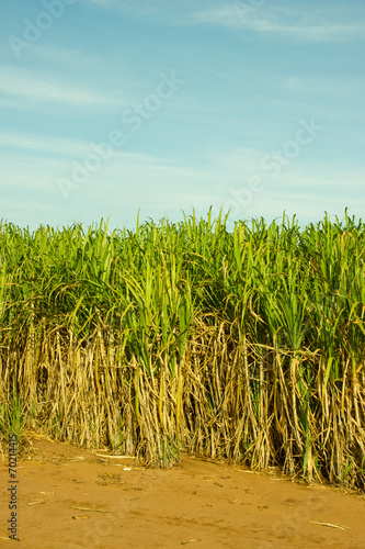 Sugar Cane Plantation