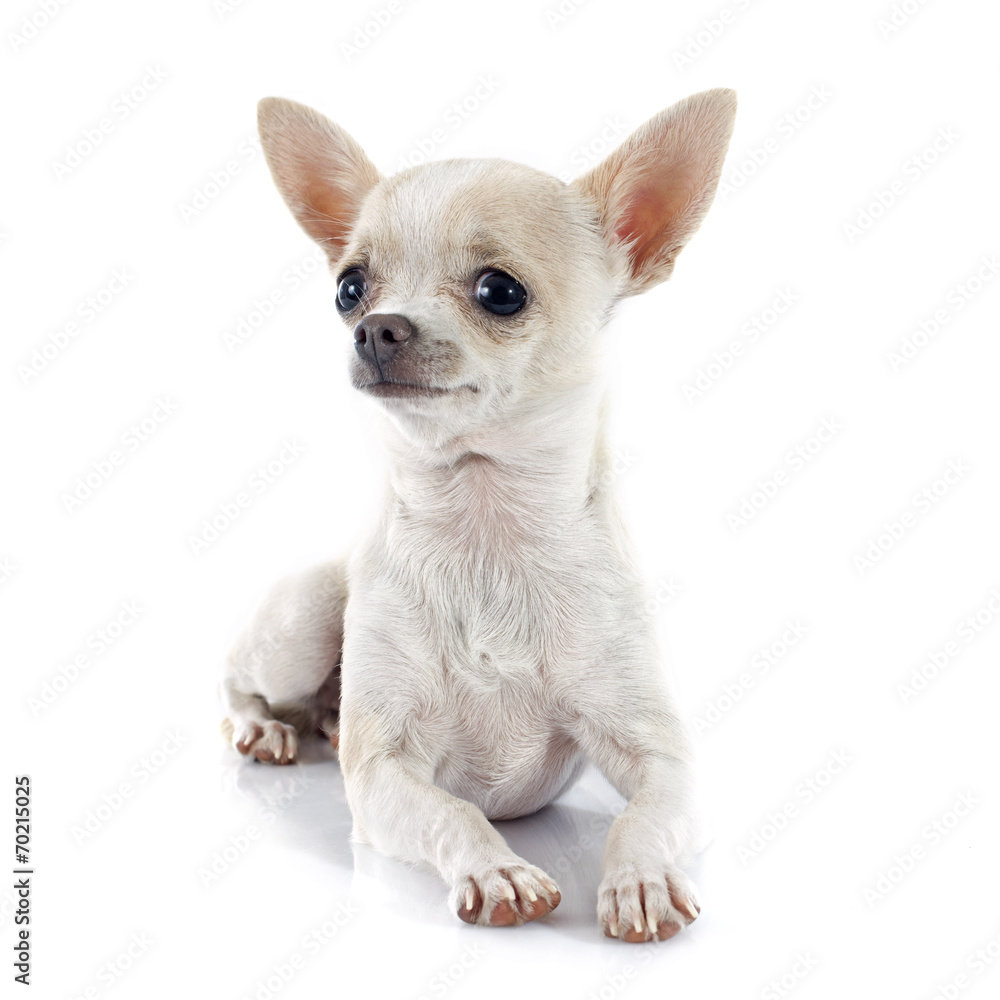 puppy chihuahua