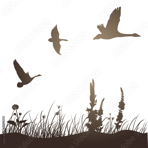 ducks silhouette