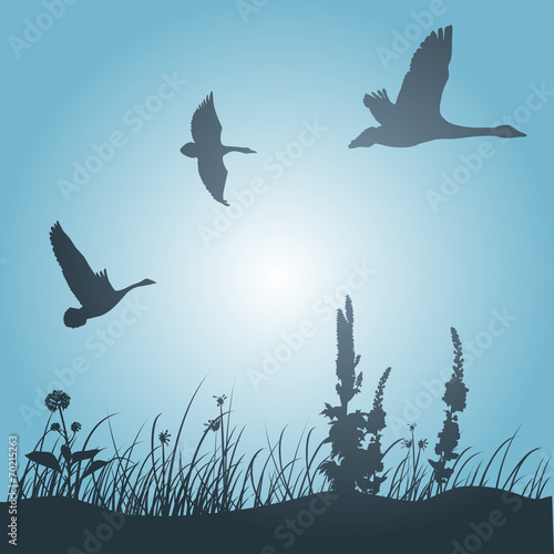 ducks silhouette