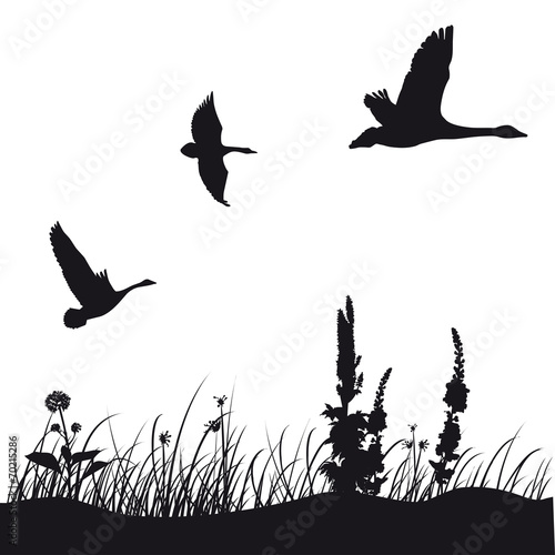 ducks silhouette