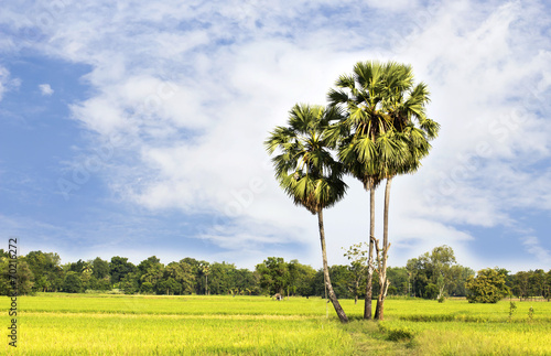 sugar palm with rice field