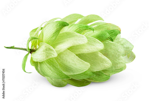 hops green