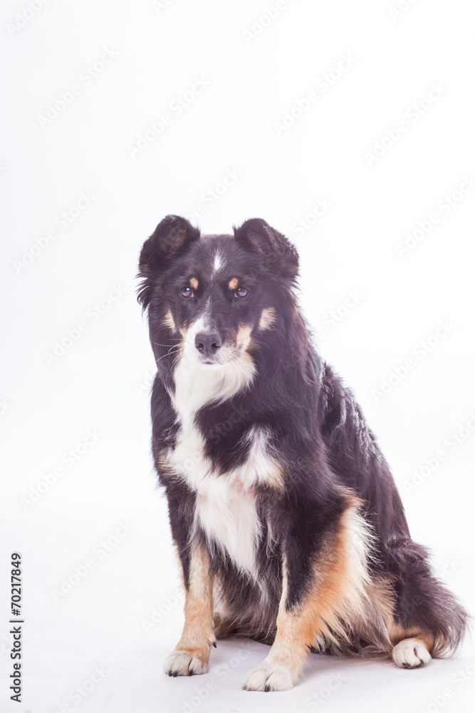 Border Collie Mischling im Studio