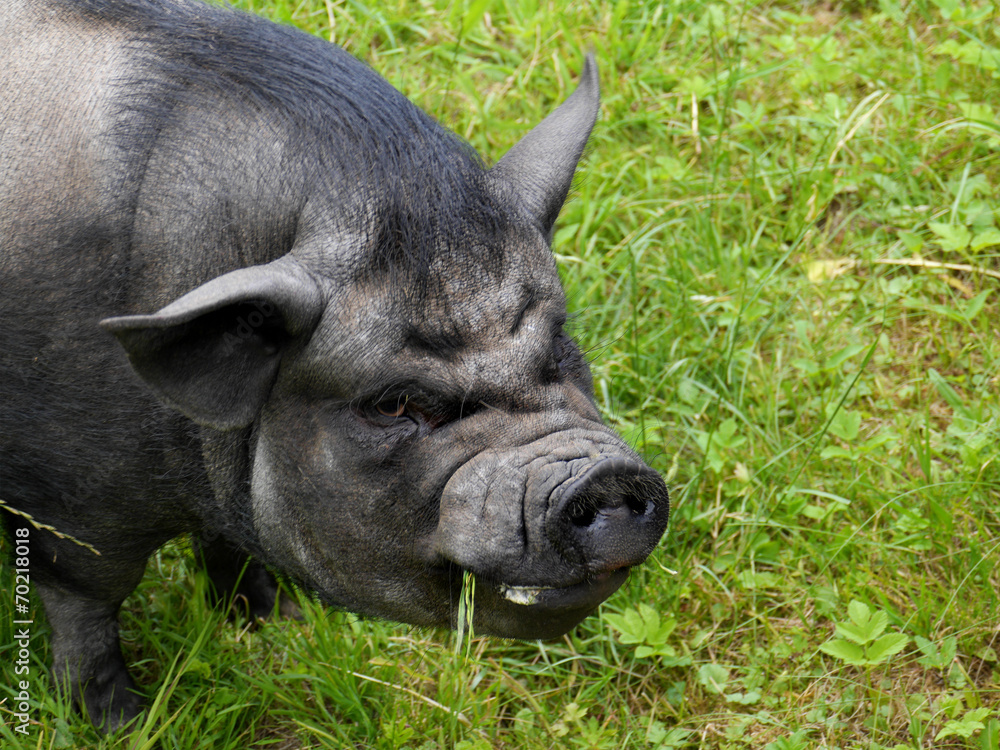 lachendes schwarzes schwein, sau Stock-Foto | Adobe Stock