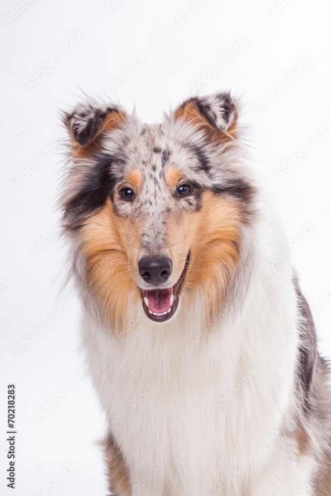 Langhaarcollie Portrait