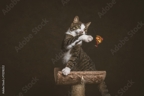 Alert playful young tabby cat with white chest sitting on scratc photo