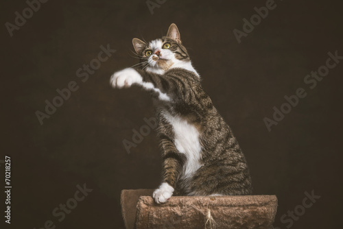Alert playful young tabby cat with white chest sitting on scratc © ysbrandcosijn
