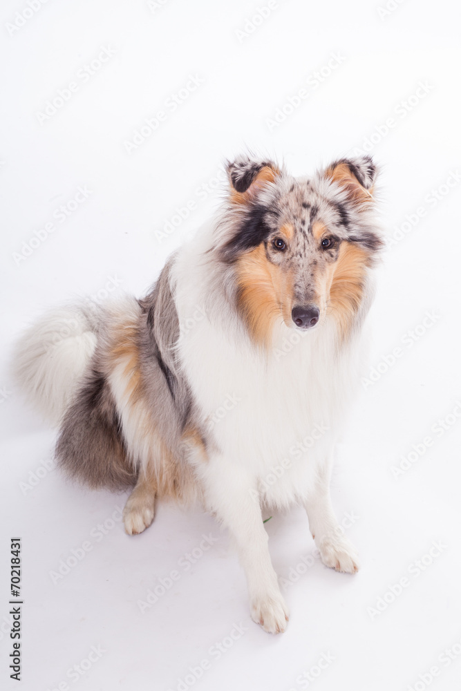 Fototapeta premium Collie sitzend