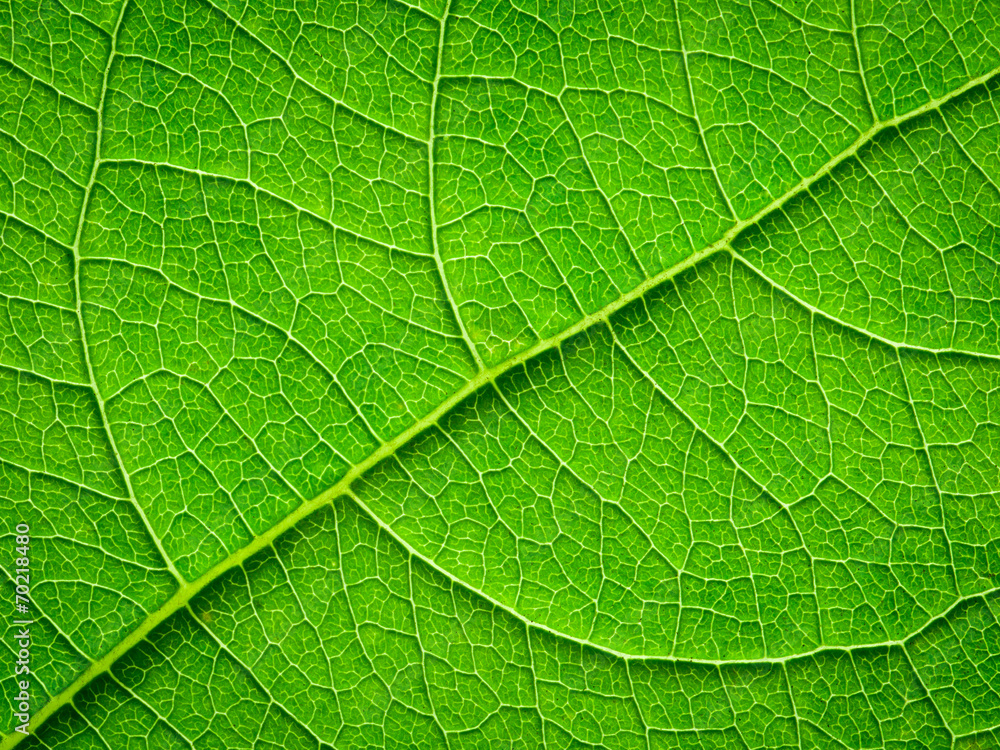 green leaf texture green leaf texture
