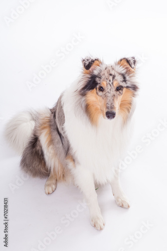 Collie sitzend