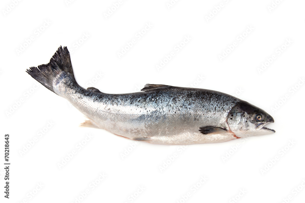 Atlantic Salmon (Salmo solar) whole fish. Atlantic Salmon (Salmo solar) whole fish.