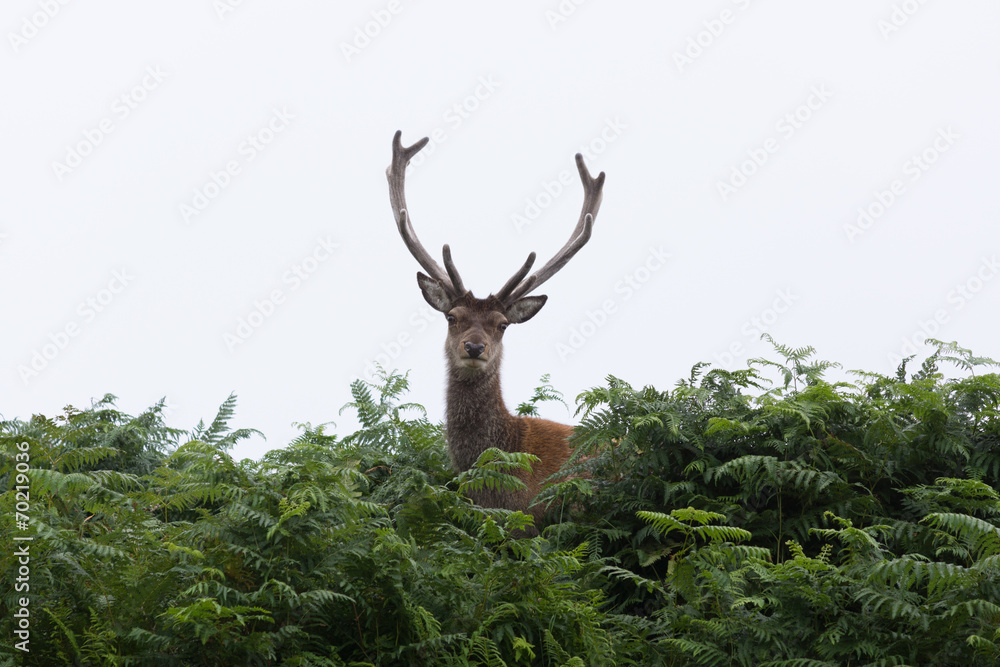 der dalmore