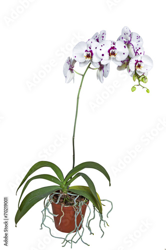 Flowering Phalaenopsis Orchid with Roots Climbing out of Pot