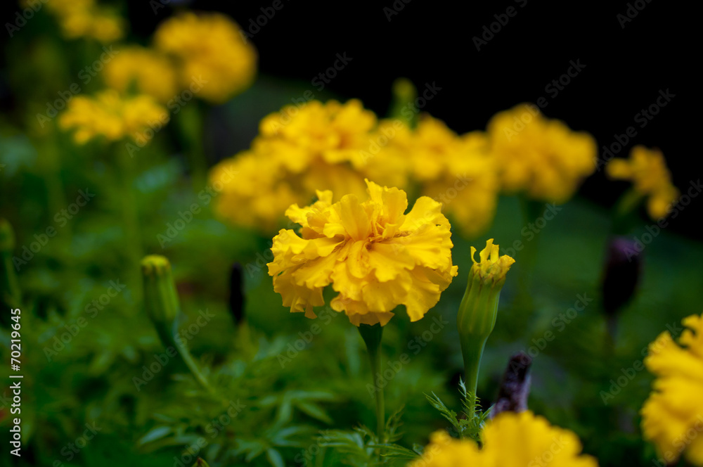 Marigold Marigold