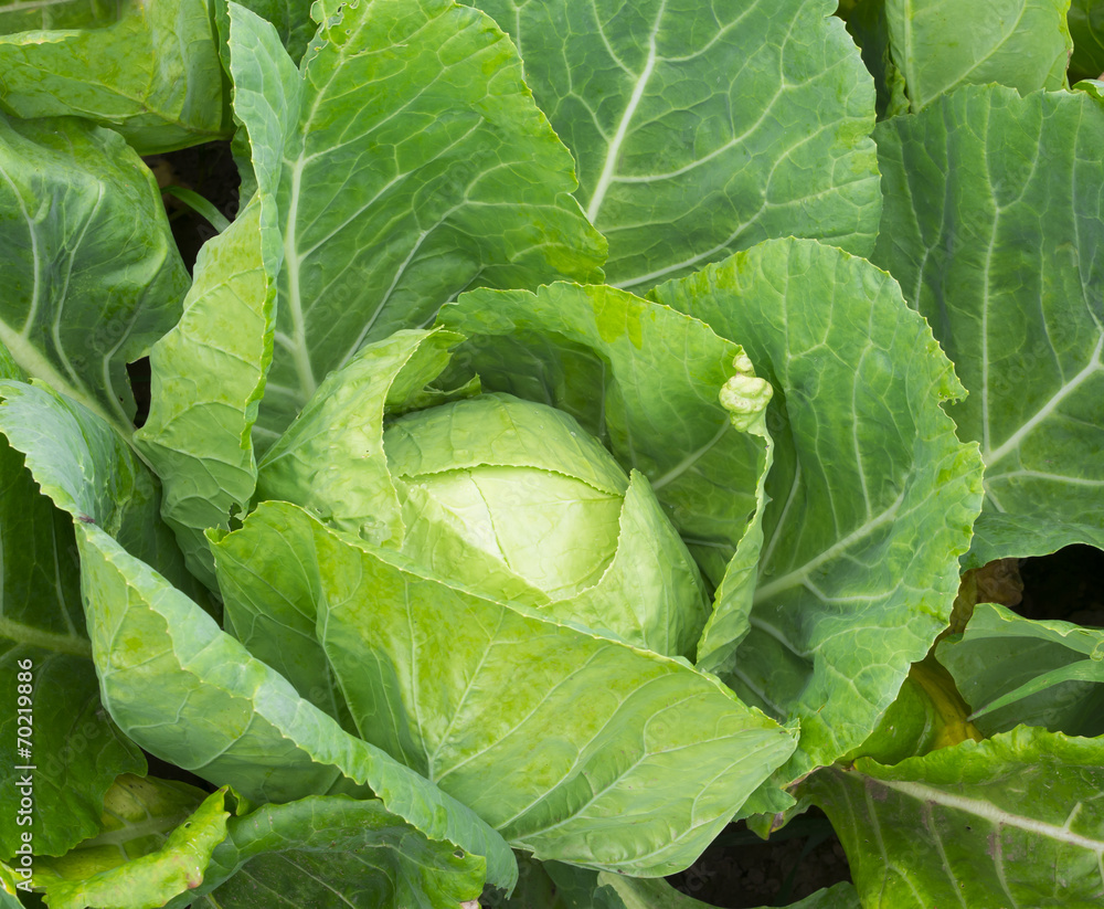 cabbage in the garden cabbage in the garden