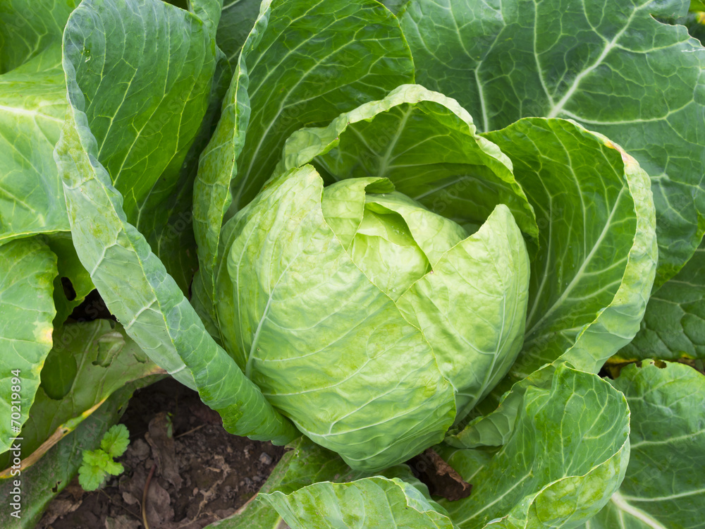 cabbage in the garden cabbage in the garden
