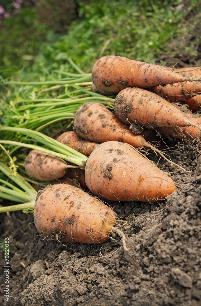 Carrot lying on the edge of the field Carrot lying on the edge of the field