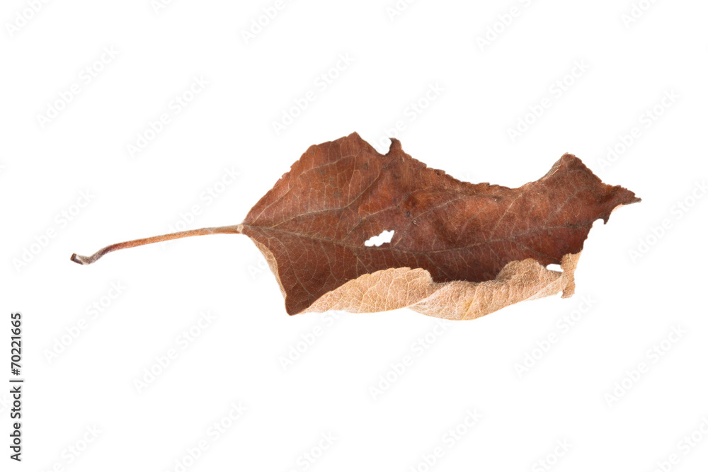 dry leaf with a hole, isolated on white background dry leaf with a hole, isolated on white background