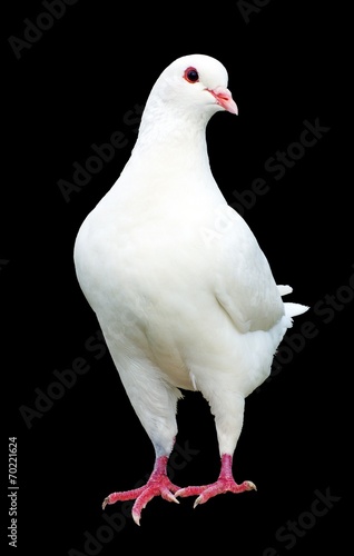 White pigeon isolated on black background