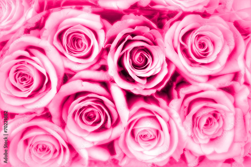 pinkfarbene Rosen - Liebe