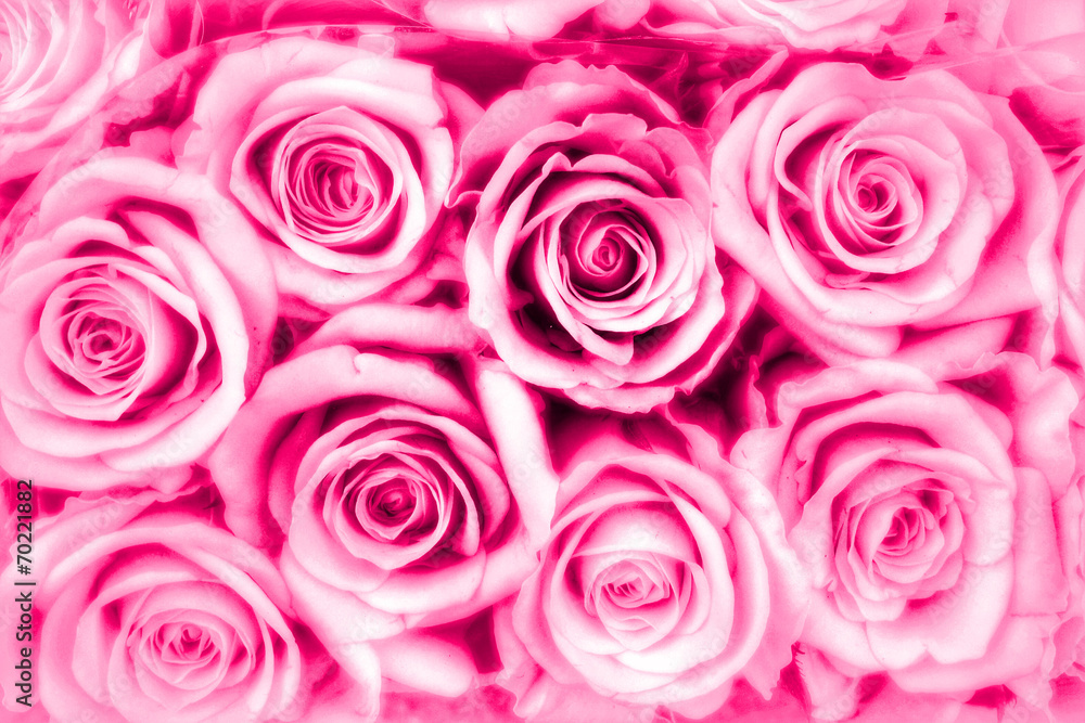 pinkfarbene Rosen - Liebe pinkfarbene Rosen - Liebe