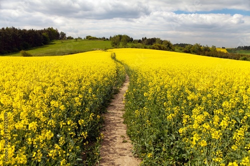 Field of rapeseed (brassica napus)